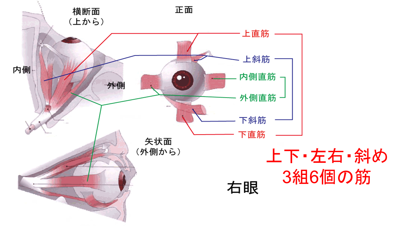 #13 スポーツ選手は眼が勝負？ | 運動学習科学研究室